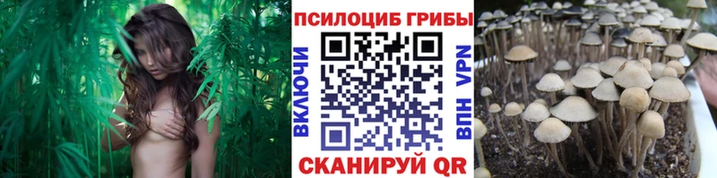 Псилоцибиновые грибы Psilocybine cubensis  MEGA   Тутаев 